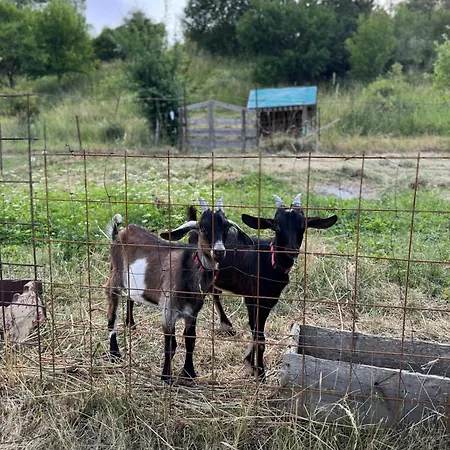 Dom wakacyjny Kapina - Kamilka Prosiek
